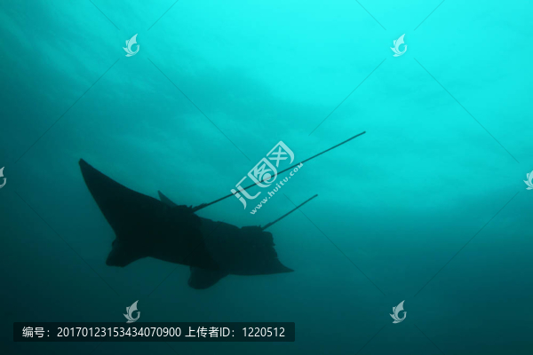 以上兩黃貂魚Silhuette