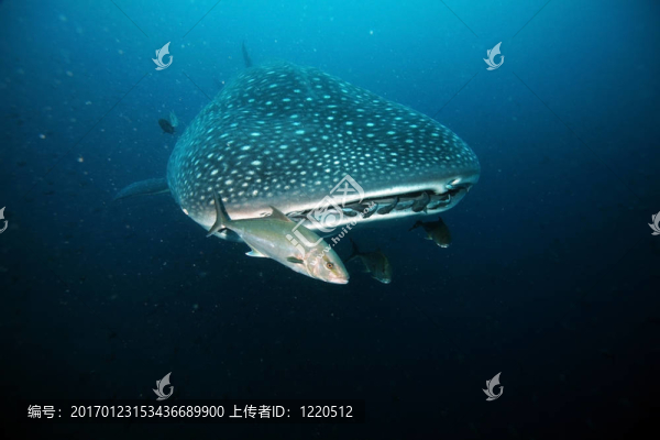 接近鯨魚頭