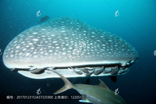 接近鯨魚(yú)頭