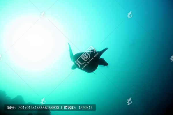 在加拉帕戈斯海龜