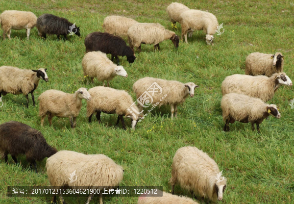 羊-匯圖網(wǎng) www.fosd68.com 羊