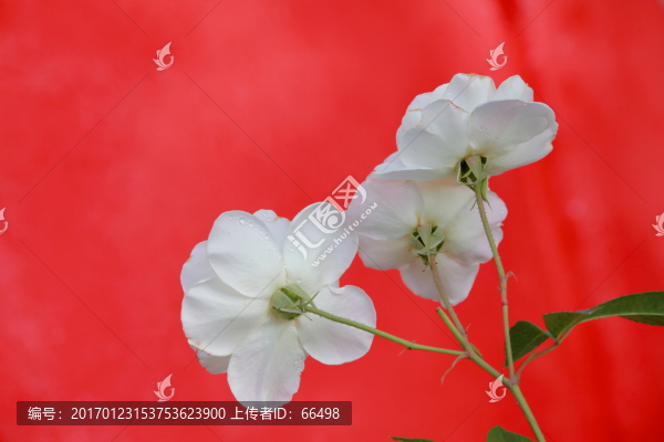 玫瑰花