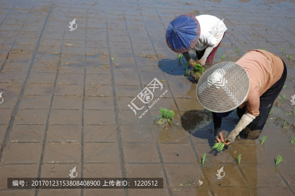 種植的稻田