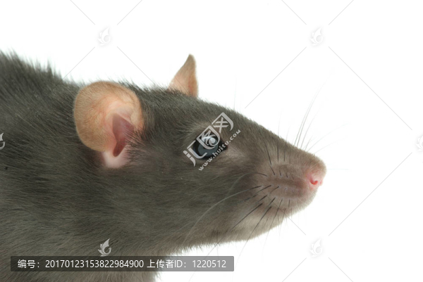 老鼠