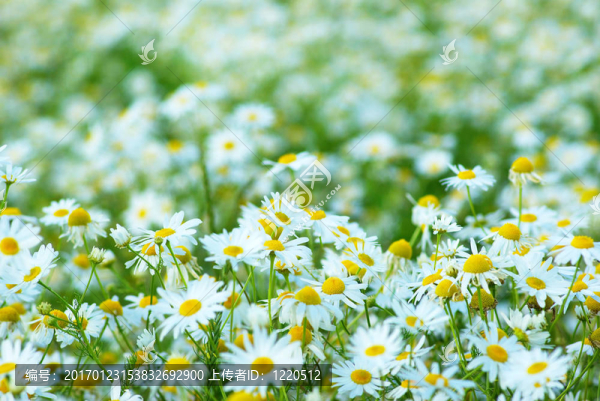 camomiles背景