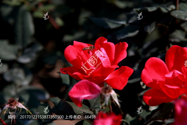 玫瑰花