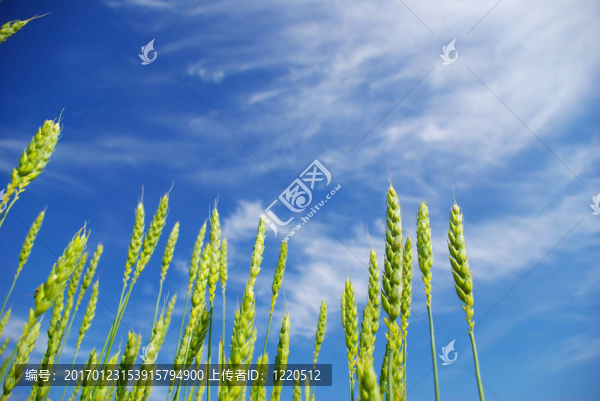 夏玉米