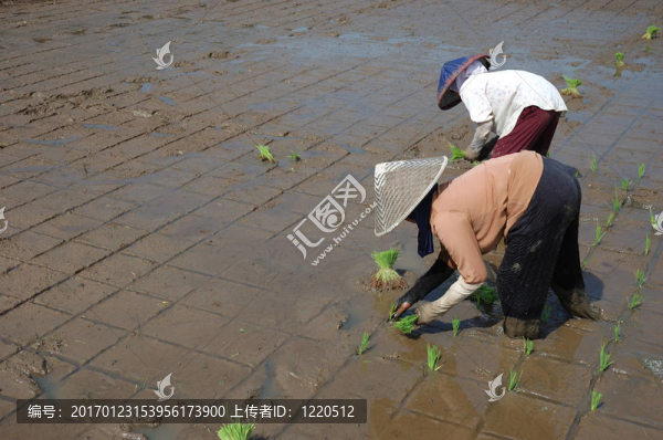 種植的稻田