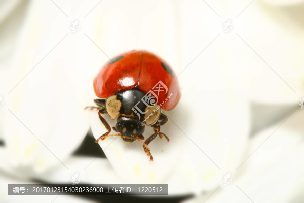 瓢蟲在甘菊