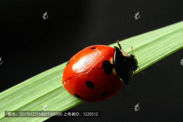 瓢蟲在草
