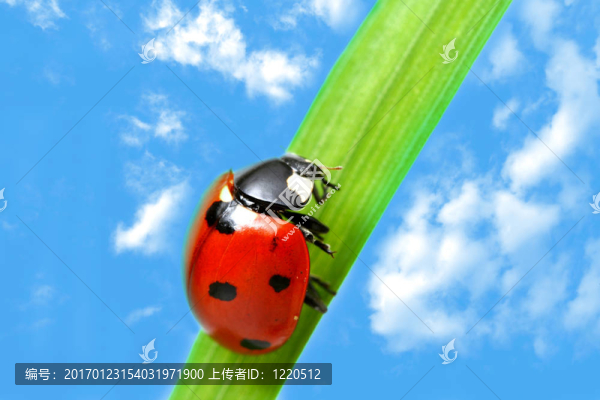 紅瓢蟲