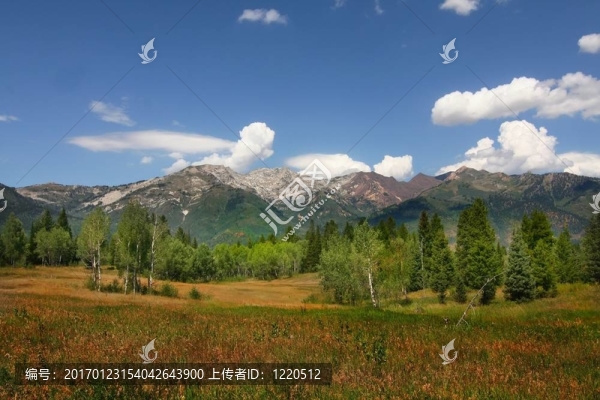 山地草甸-匯圖網(wǎng) www.fosd68.com 山地草甸