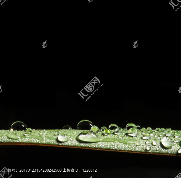 葉上滴水