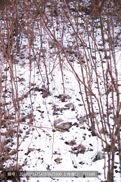 小樹林冬雪