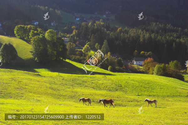 意大利阿爾卑斯山和馬