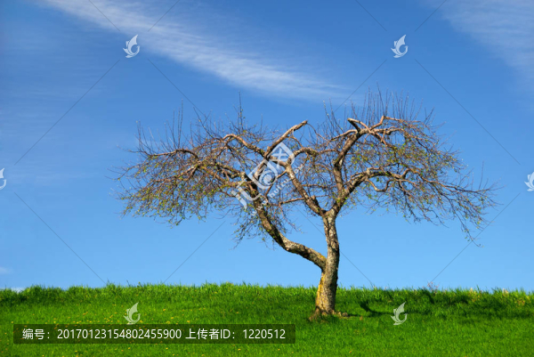 蘋果樹