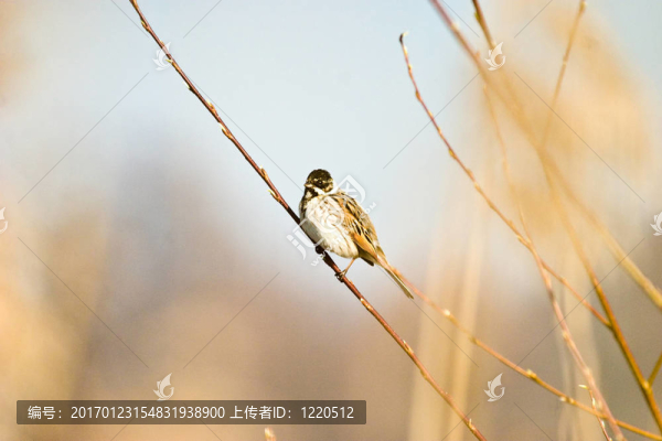 鳥