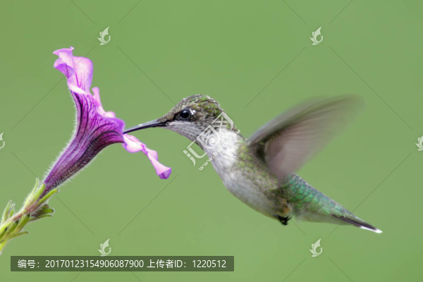紅寶石喉蜂鳥