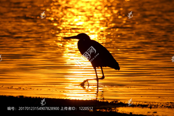 大藍鷺
