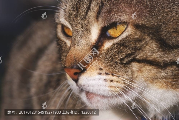 貓的肖像