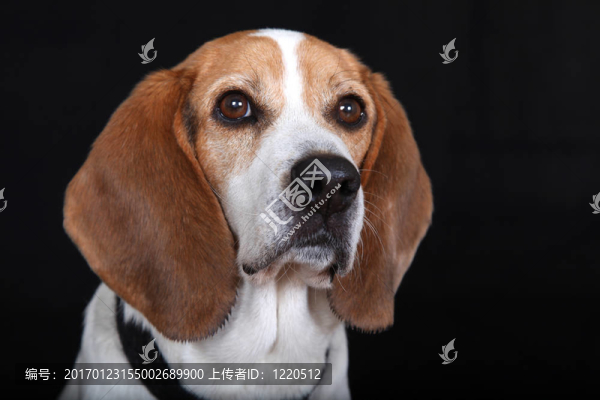 坐犬（Beagle）