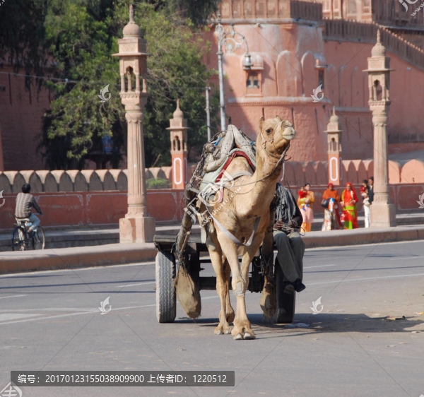 駱駝-匯圖網(wǎng) www.fosd68.com 駱駝