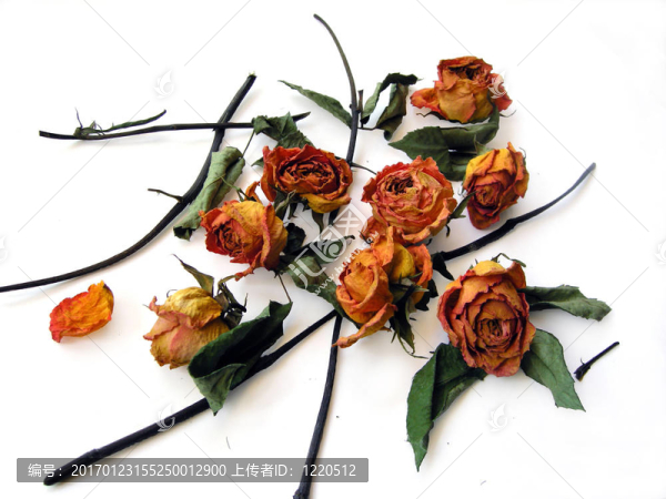 干玫瑰59散-匯圖網(wǎng) www.fosd68.com 干玫瑰59散