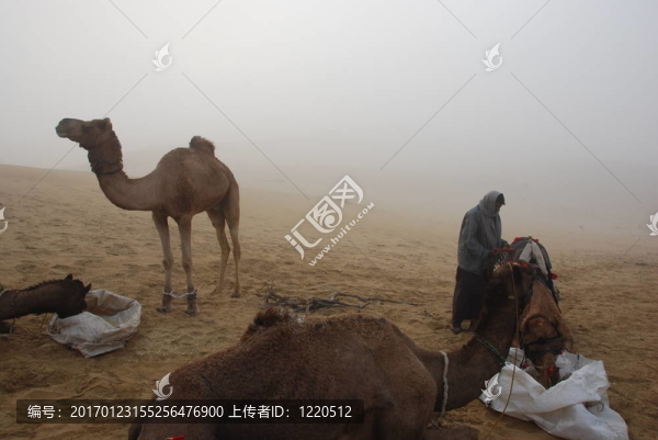 駱駝Safari,2