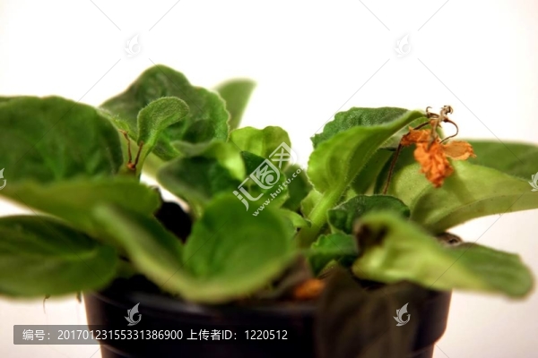 印染廠