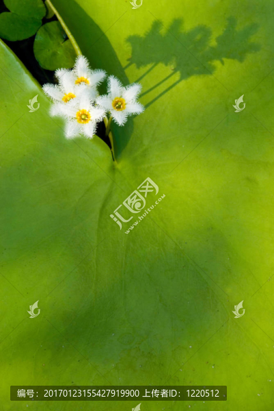 可愛的白色的花