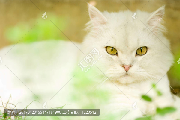 南美洲栗鼠；貓