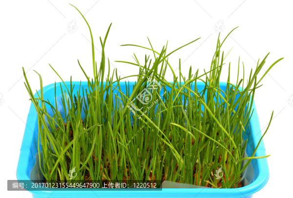 草