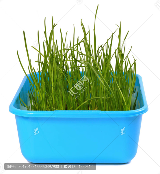 草