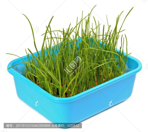 草
