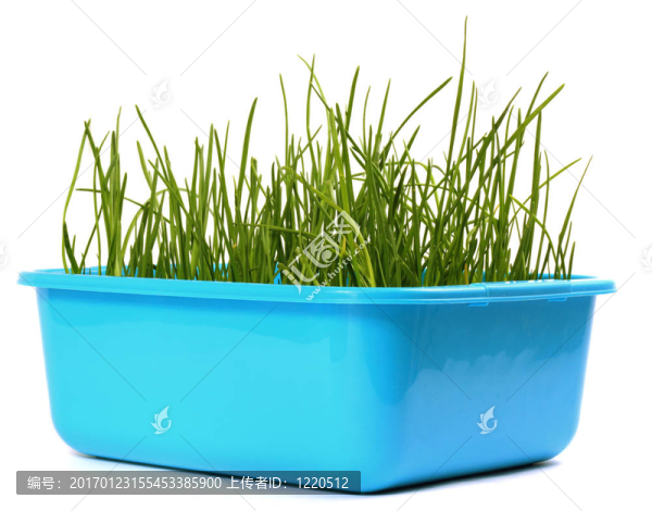 草