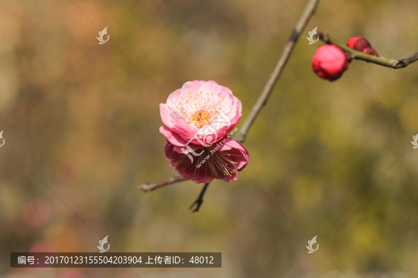 一枝梅花開