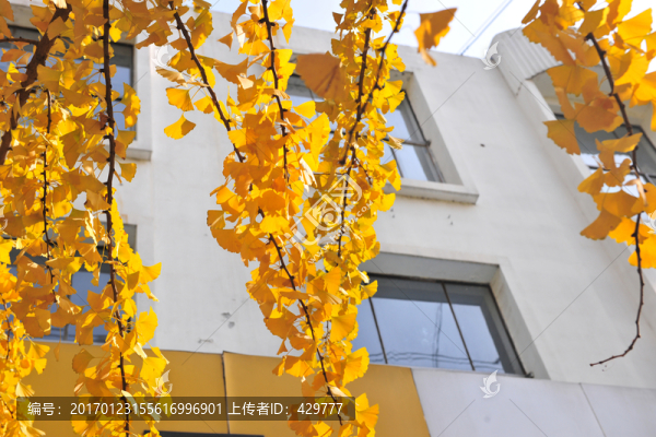 銀杏葉-匯圖網(wǎng) www.fosd68.com 銀杏葉