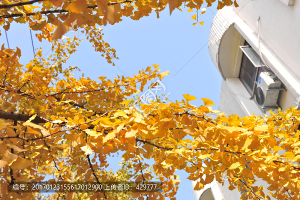 銀杏葉,,樹(shù)葉