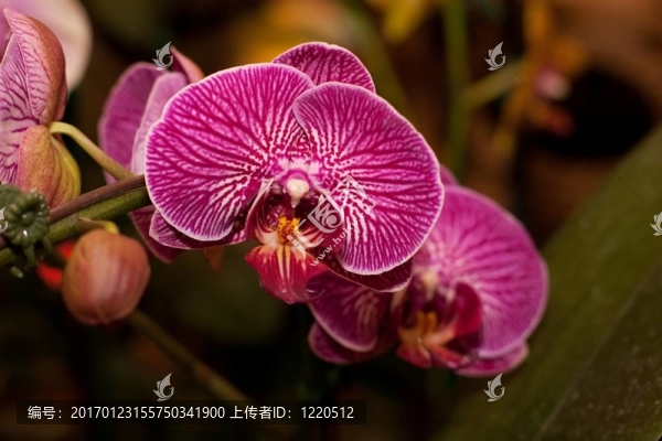 蝴蝶蘭