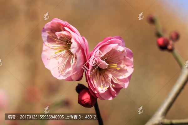 兩朵梅花