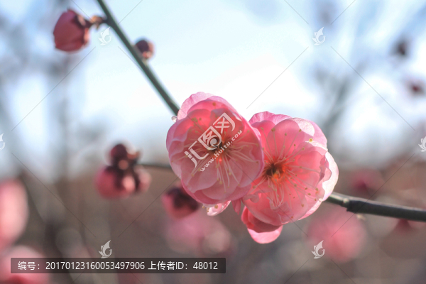 粉紅梅花