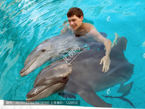 和海豚一起游泳