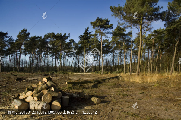 森林和砍木頭-匯圖網(wǎng) www.fosd68.com 森林和砍木頭