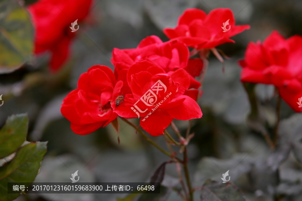 玫瑰花