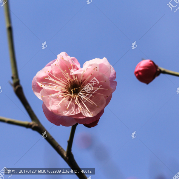 梅花與花蕾