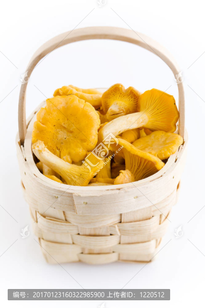 雞油菌