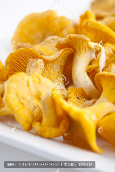 雞油菌