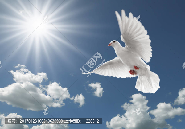 天空中的鴿子