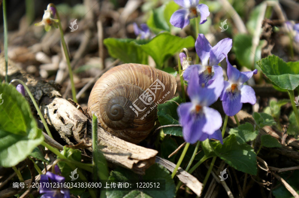 殼
