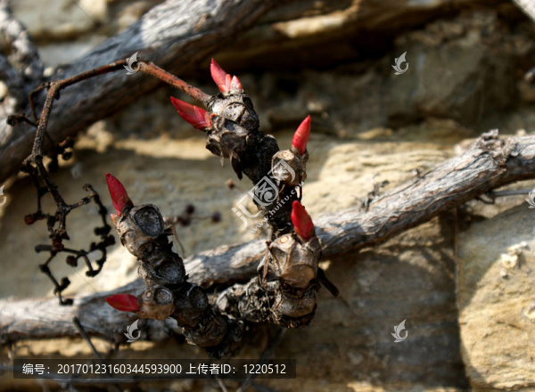 芽-匯圖網(wǎng) www.fosd68.com 芽